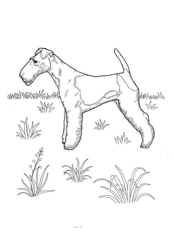 coloriage chien fox terrier
